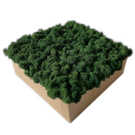 Mech chrobotek bardzo ciemna zieleń OCZYSZCZONY.png