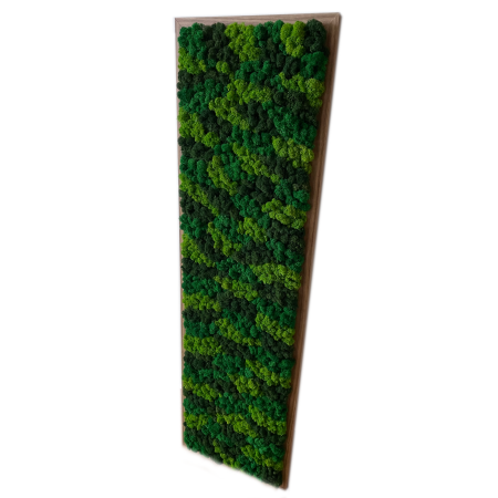 Obraz z Chrobotka mix kolorów.png