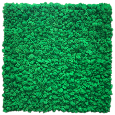 Panel z mchu chrobotka stabilizowanego ciemna zieleń.png