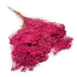 Broom Bloom suszony | fuksja | ok. 100 g