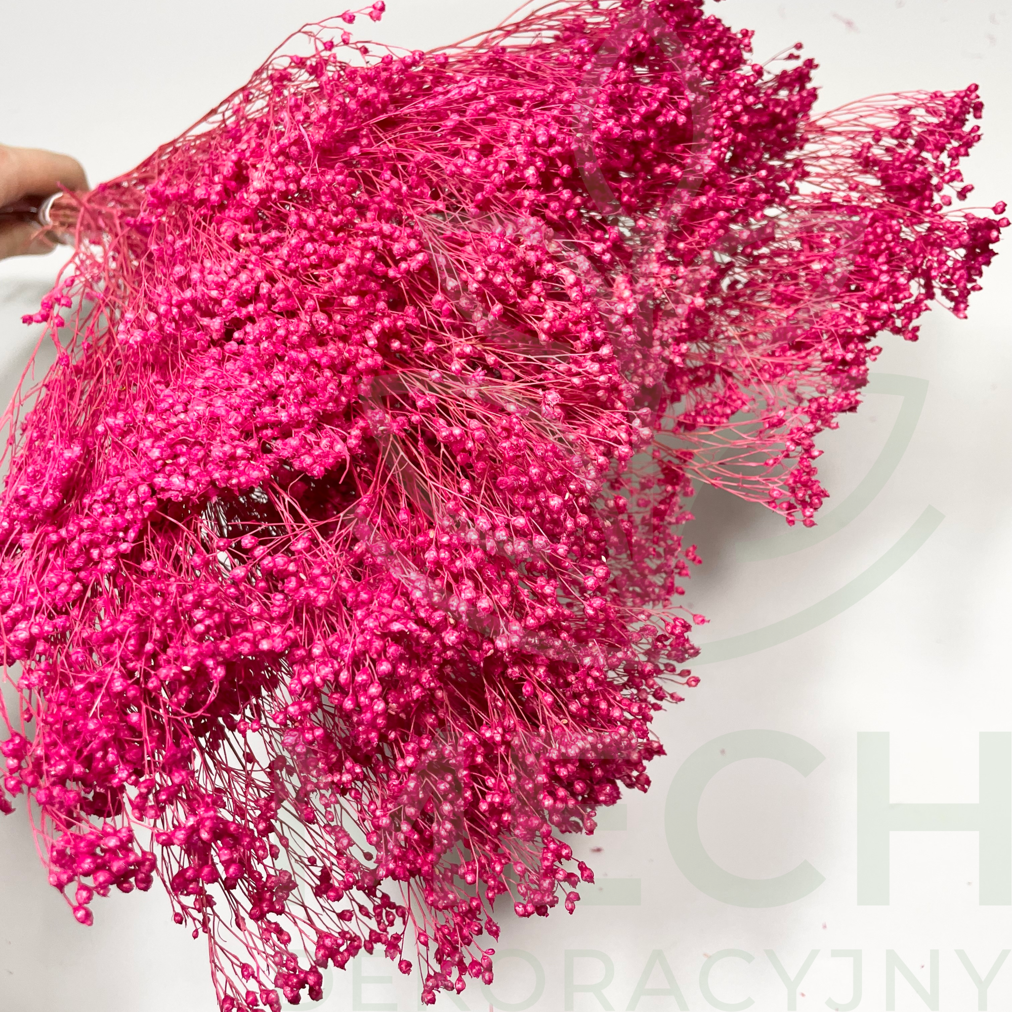 Suszony broom bloom fuksja.png