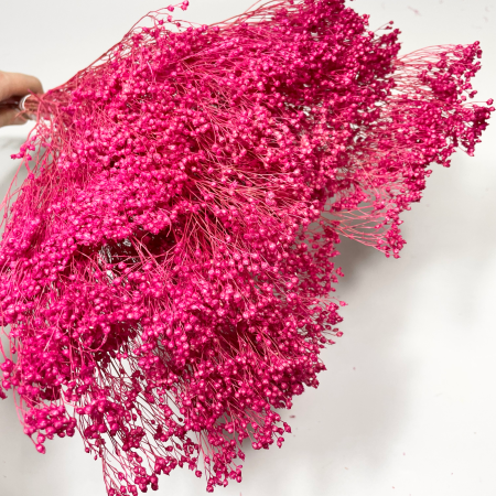 Suszony broom bloom fuksja.png