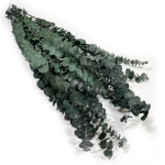 Eukaliptus stabilizowany spiral | zielony | 60 cm
