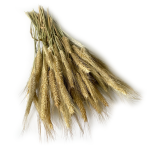 Pszenżyto suszone | naturalne | ok. 100 g